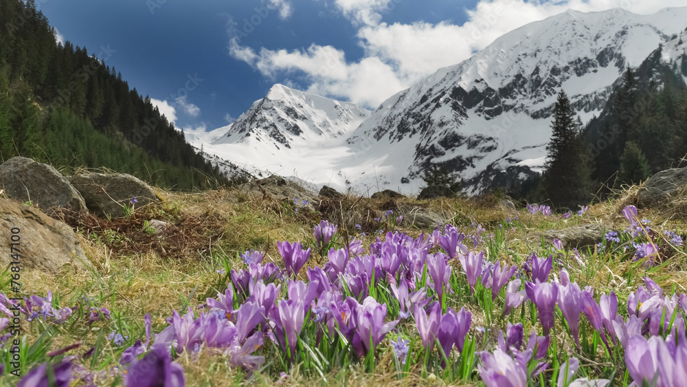 Fototapeta premium Crocus flowers blooming on alpine meadow between the snowed mountains, amazing spring landscape of Valea Sambetei in Fagaras Mountains, Romania