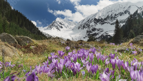 Crocus flowers blooming on alpine meadow between the snowed mountains, amazing spring landscape of Valea Sambetei in Fagaras Mountains, Romania