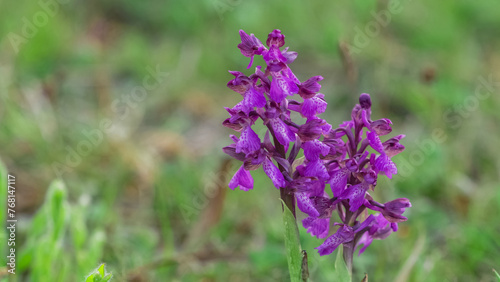 Little wild orchid flower on green alpine meadow  close-up