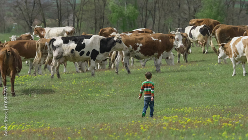 Little peasant boy guarding the cows on the green meadow
