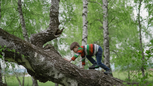 Little boy climbing an old big tree trunk in the forest, joy in the nature