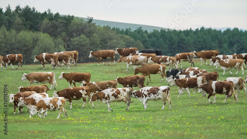 Many cows on green field in countryside, natural farming