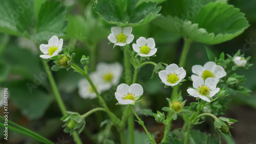 Close-up detail of white strawberry flowers