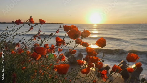 Nature landscape panorama of poppies on beach at sunrise