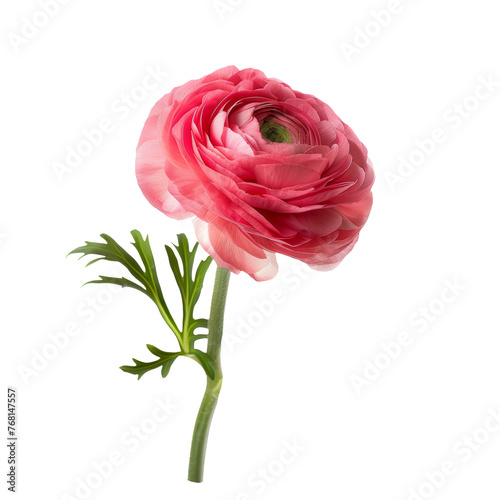 Pink color buttercup isolated on transparent background.