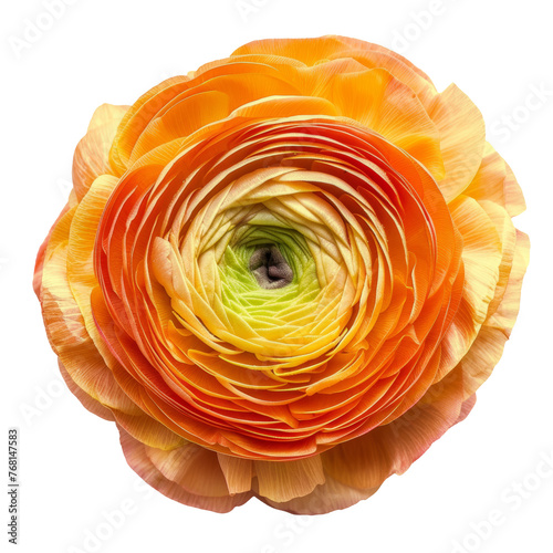 Orange color buttercup isolated on transparent background.