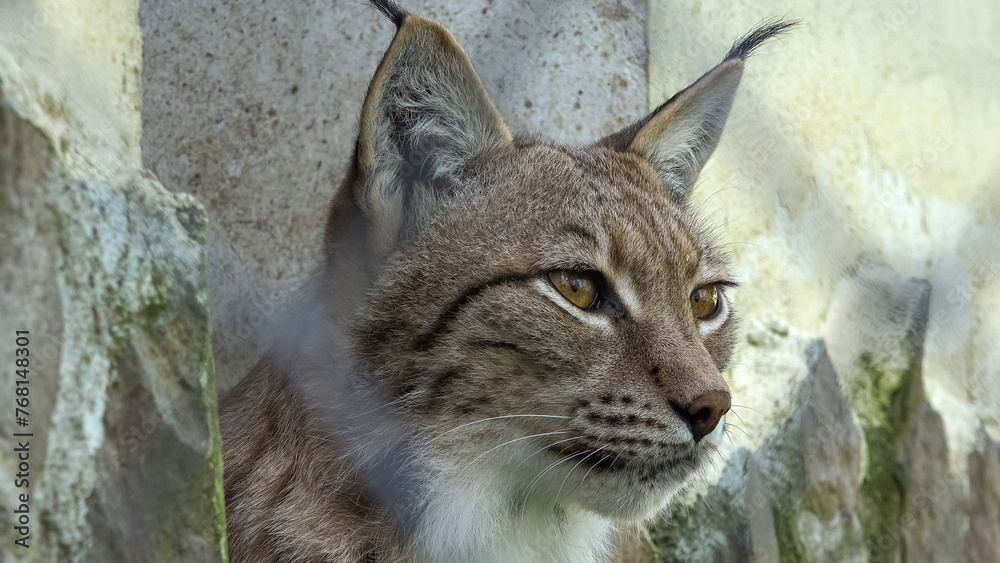 Lynx lurking behind the rocks of the mountain Lynx lurking behind the rocks of the mountain