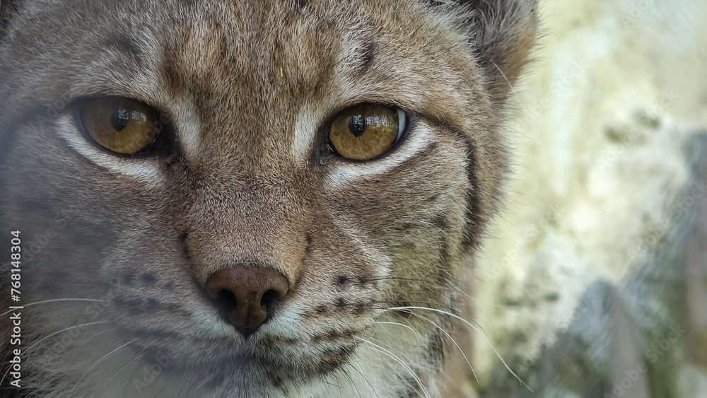 Close-up portrait of lynx watching the prey Close-up portrait of lynx watching the prey