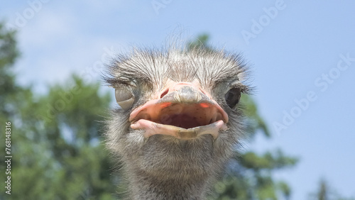 Close-up portrait of African ostrich (Struthio camelus) © MEDIAIMAG