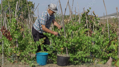 Old farmer harvesting grapes in vineyard