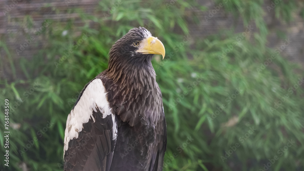 Obraz premium Steller's sea eagle (Haliaeetus pelagicus) portrait