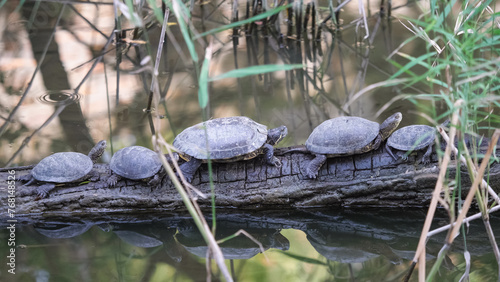 European pond turtles (Emys orbicularis) and invasive pond sliders (Trachemys scripta) resting together on a log in the lake photo