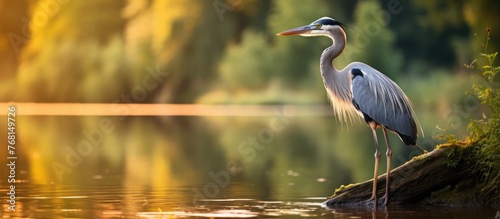 A grey heron, known as Ardea cinerea, is perched on a rock in the water. The bird is standing on the river bank at summer sunset, displaying its long legs and beak in its natural habitat filled with