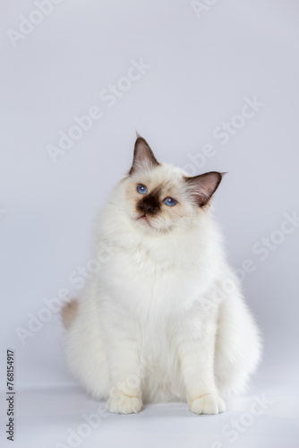 Sacred Birman Cat, birma on a light background