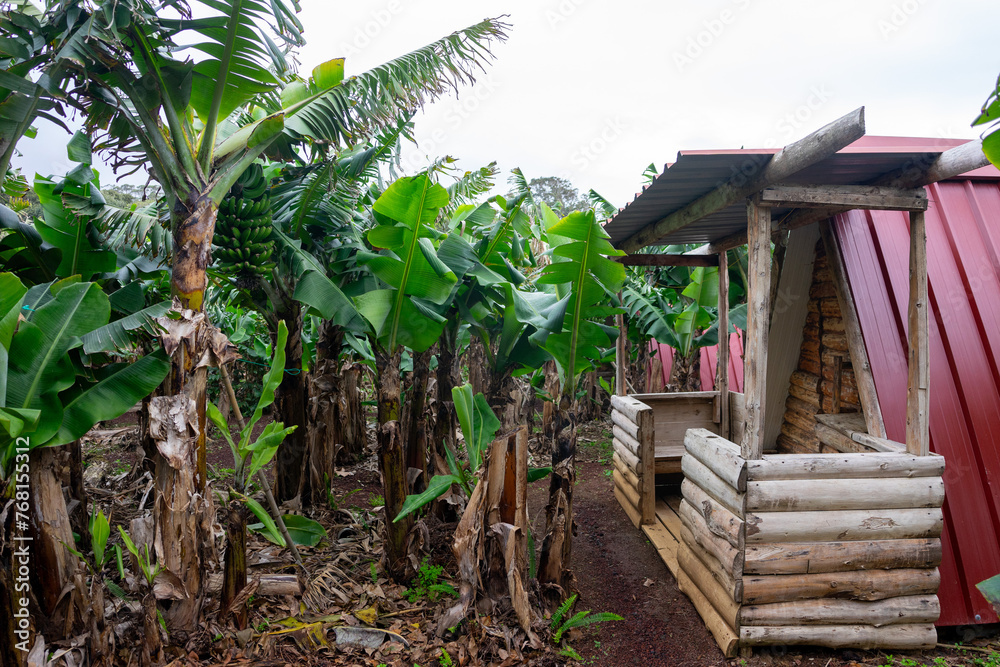 Rustic cabin nestled amidst a lush banana plantation, offering an eco-friendly retreat in nature's embrace. Perfect for eco-tourism concepts. Rustic cabin nestled amidst a lush banana plantation, offering an eco-friendly retreat in nature's embrace. Perfect for eco-tourism concepts.