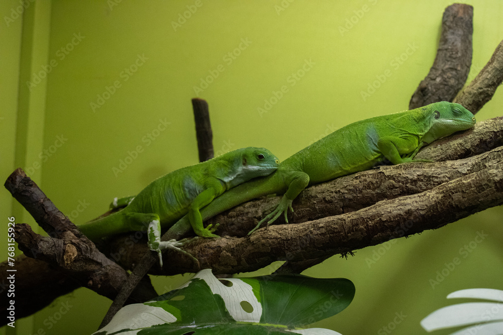 Fototapeta premium green iguana on a branch