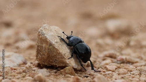 Escarabajo pelotero prefiere superar obstaculos en vez de sortearlos, Alcoy, España photo
