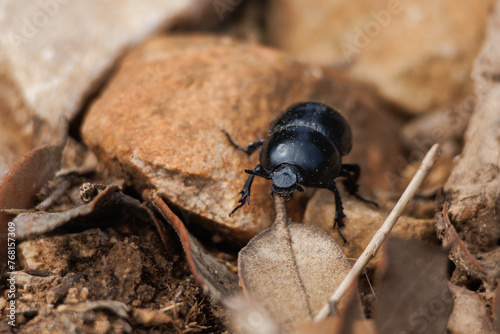 Escarabajo pelotero (Gymnopleurus) paseando entre piedras del camino buscando alimento, Alcoy, España