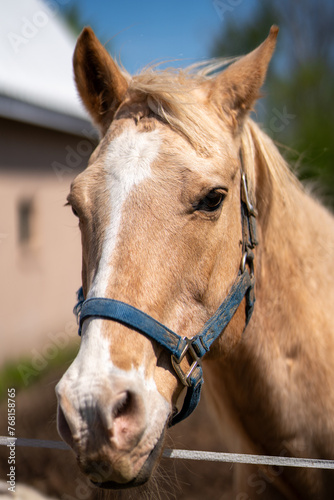 A horse with a blue halter is looking at the camera