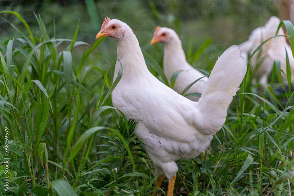 Three white chickens are standing in a field of grass Three white chickens are standing in a field of grass