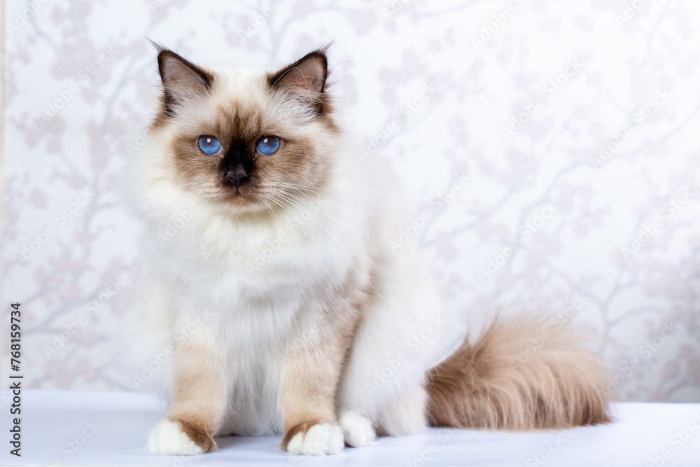 Fototapeta premium Sacred Birman Cat, birma on a light background
