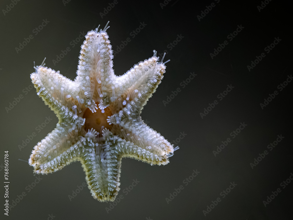 Bright white star on glass.
Bright white star on glass.