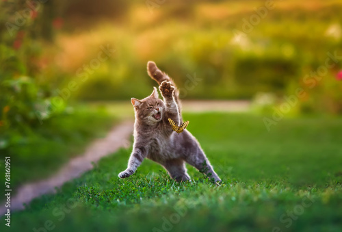 cute cat catches a swallowtail butterfly with its paw releasing its claws in a summer sunny garden on the grass photo