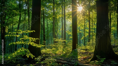 A serene, enchanting forest scene in early summer, 