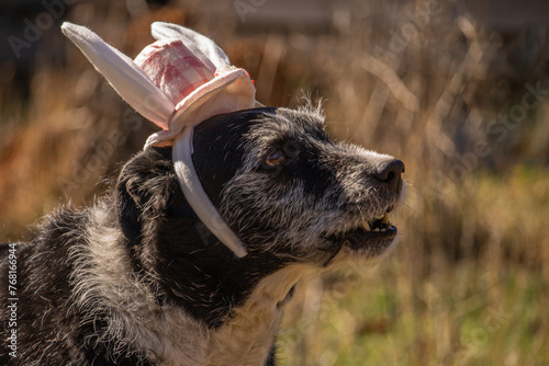 Happy Easter Concept Senior Mixed Breed Black Dog Wearing Bunny Rabbit Ears Checkered Headband Hat Looking Up Facing Right with Space for Text Mouth Open Talking
