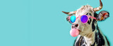 Stylish Cow with Sunglasses and Bubble Gum on Teal Background. Cow Appreciation Day.