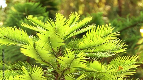 Wollemia is genus of coniferous tree in family Araucariaceae. Wollemia nobilis was discovered in 1994 in temperate rainforest wilderness area of Wollemi National Park in New South Wales, Australia. photo