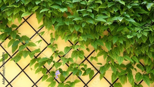 Thunbergia grandiflora is an evergreen vine in the family Acanthaceae. Common names include Bengal clockvine, trumpet, blue skyflower, blue thunbergia, trumpetvine, clockvine, skyflower and skyvine. photo