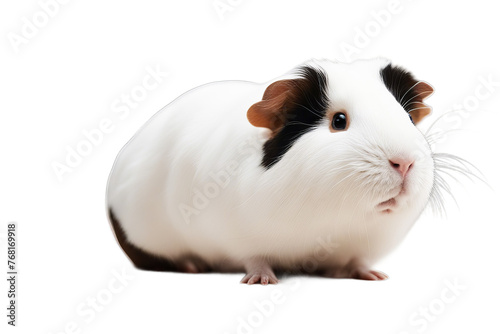 pig guinea backgrou front porcellus white cavia sniffing pet alert animal themes attentive breed brown copy space cut-out domestic full-length indoor isolated on looking away up mammal nature no photo