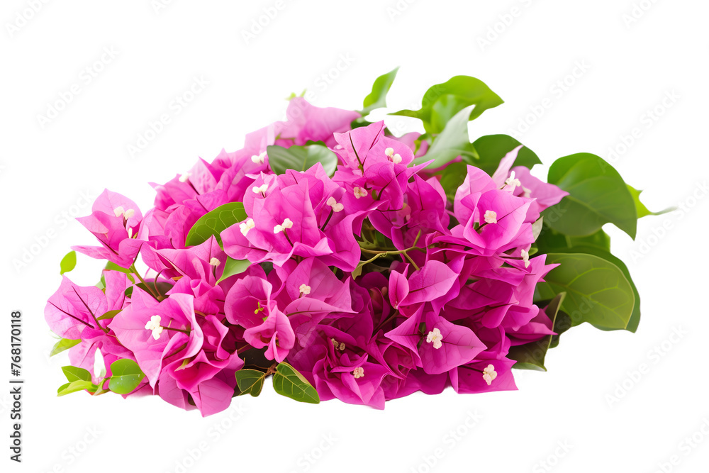 Vibrant Pink Bougainvillea Flowers - Isolated on Transparent White Background PNG