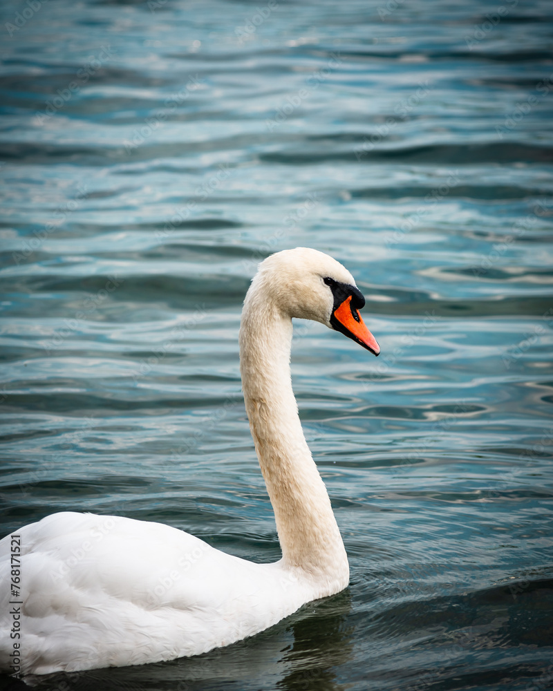 Fototapeta premium Serene White Swan in Water