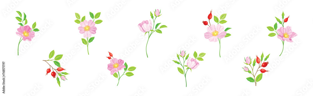 Tender Pink Flowers of Rosa Canina or Dog Rose Plant Vector Set