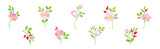 Tender Pink Flowers of Rosa Canina or Dog Rose Plant Vector Set