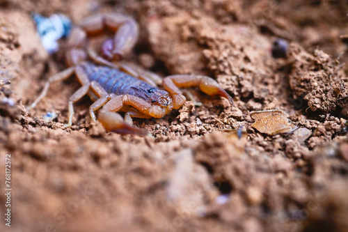 Hottentotta tamulus or Indian Red Scorpion on dry forest floor, India.