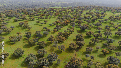 Aerial view of an oak forest. Dehesa in Extremadura, Spain