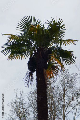Date palm  photo