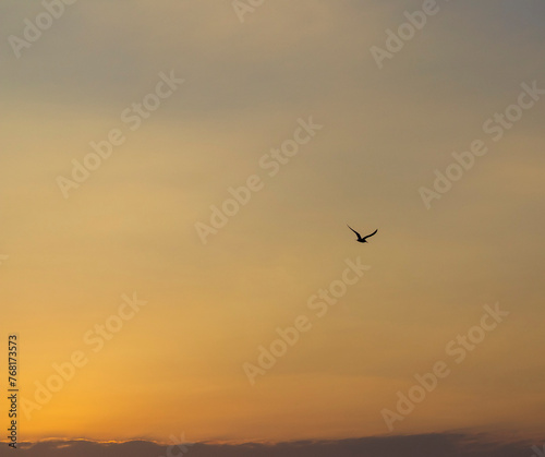 Shot of the dramatic sunrise by the sea. Seagull in the sky. Nature © Four_Lakes