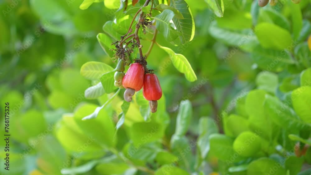 fresh Cashew Nuts tree in the garden
