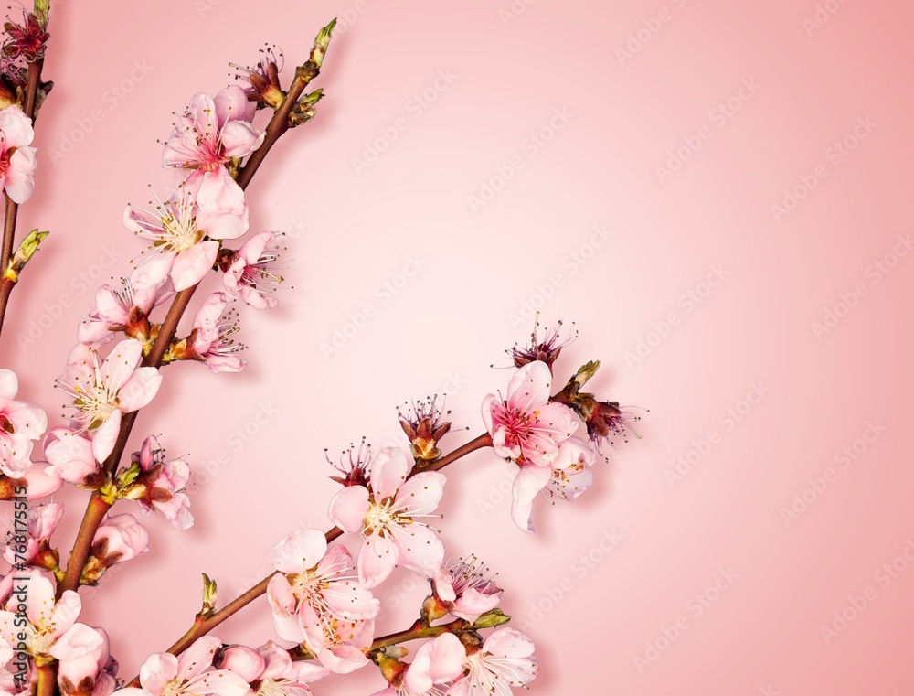 Tender pink fresh flowers on background
