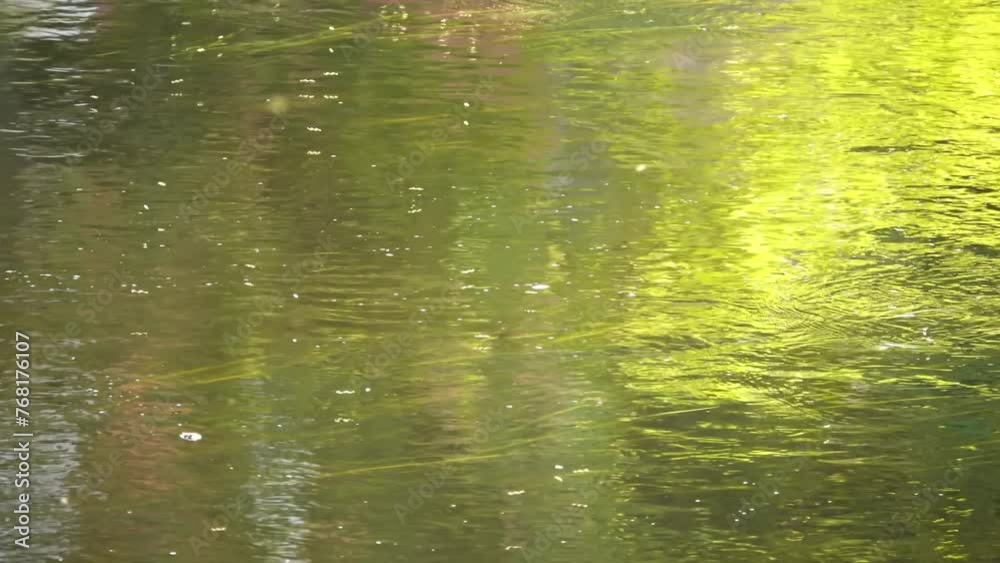 Mosquitoes fly over transparent water. Sunny summer day. Picturesque nature.