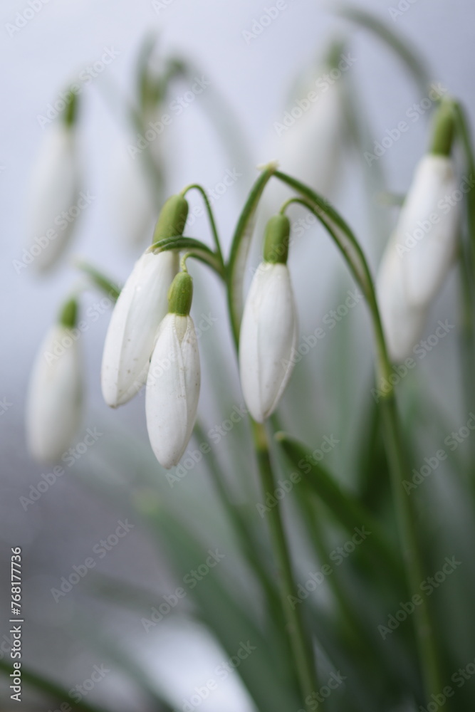 Common snowdrop just before blooming, early spring flower on bokeh background, snowdrops in buds, selective focus, closeup. Common snowdrop just before blooming, early spring flower on bokeh background, snowdrops in buds, selective focus, closeup.
