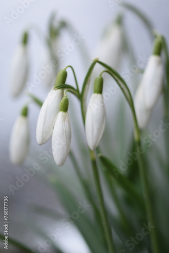 Common snowdrop just before blooming, early spring flower on bokeh background, snowdrops in buds, selective focus, closeup.