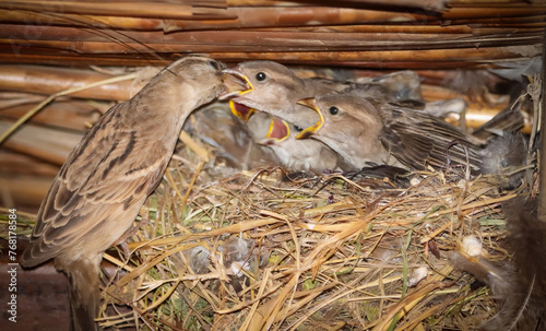 Fototapeta Naklejka Na Ścianę i Meble -  Mother House sparrow is feeding his young chicks in the nest
