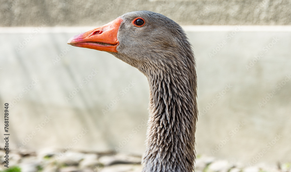 Portrait of Domestic goose, Domesticated grey goose, greylag goose or white goose portrait