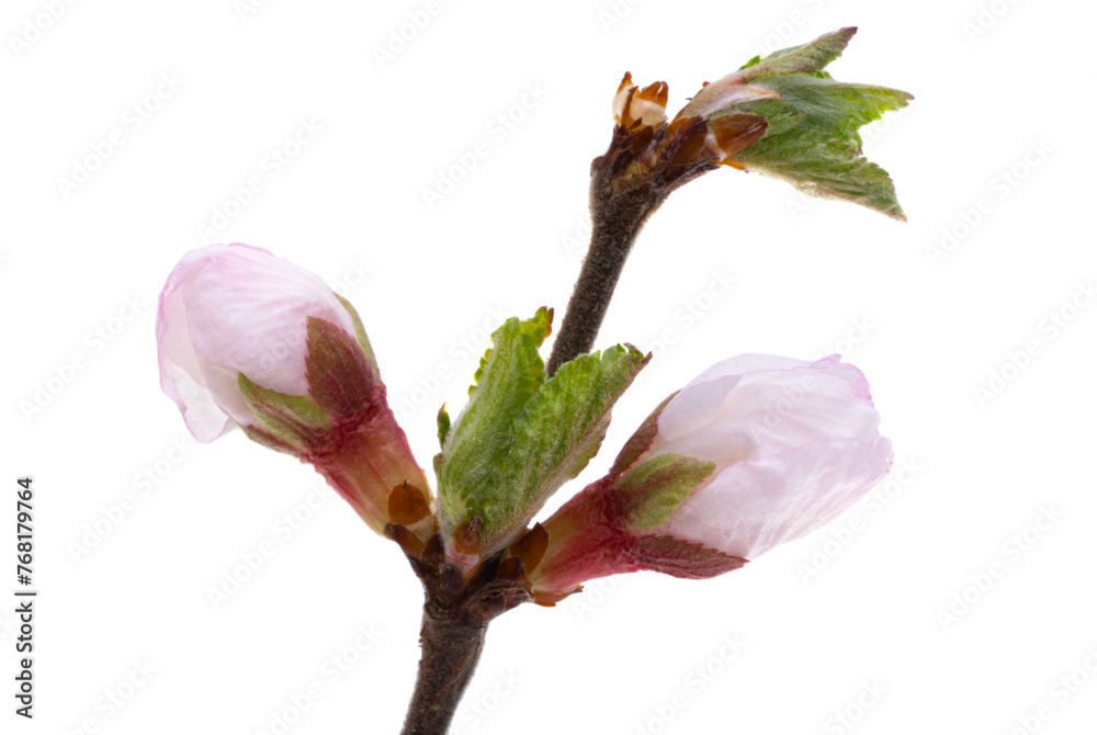 Fototapeta premium branch with cherry flowers isolated