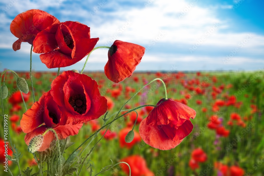 Naklejka premium Red poppies field. Concept of Remembrance or armistice